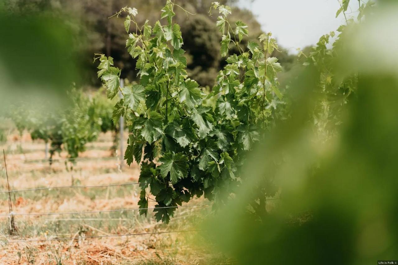 Domaine Des Bruguieres Villa Entrecasteaux Eksteriør bilde